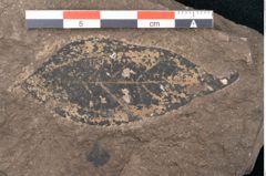 Foto (Detailansicht) von Cinnamomum polymorphum Braun (NHMW-GEO-2024-0188-7996)